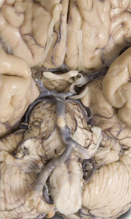 Anatomy Pathways - Cranial Nerves