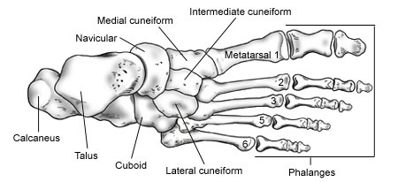 13: Bones and Bony Landmarks of the Lower Limb