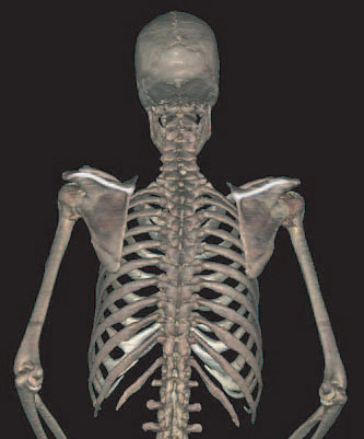 9: Bones and Bony Landmarks of the Upper Limb