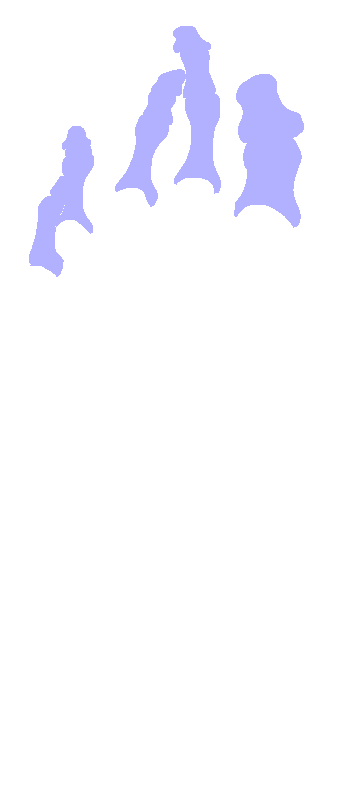 Phalanges