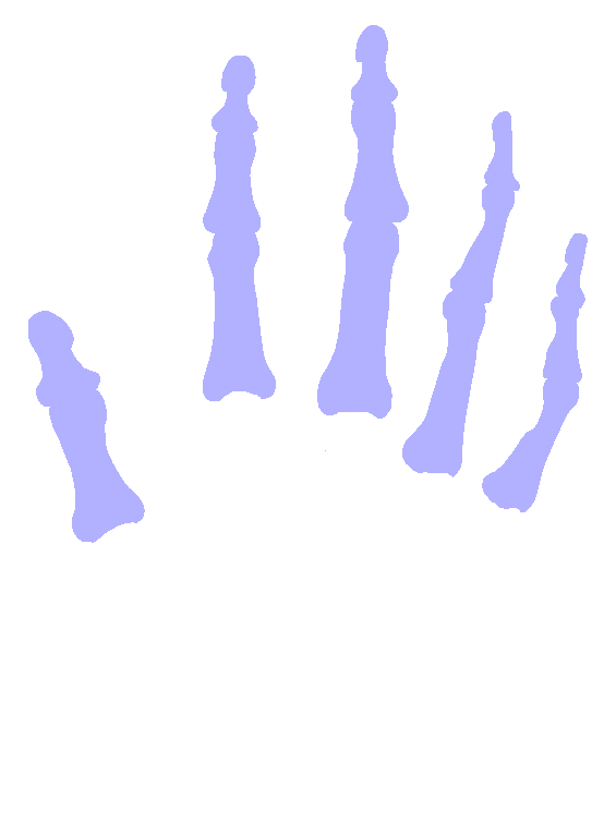 Phalanges