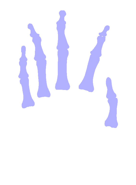 Phalanges