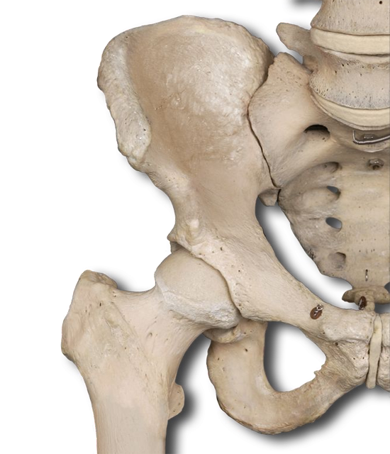 pelvic girdle and lower limb