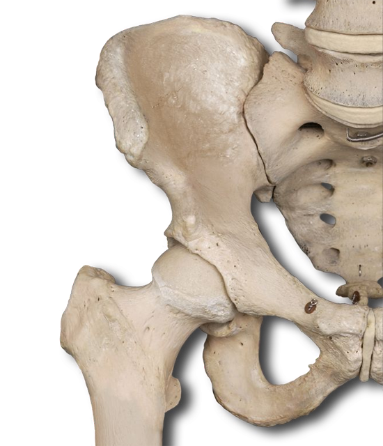 Anatomy Pathways - Pelvic Girdle & Lower Extremities