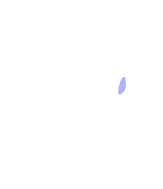 Anterior Inferior Iliac Spine