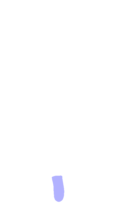Inferior Angle