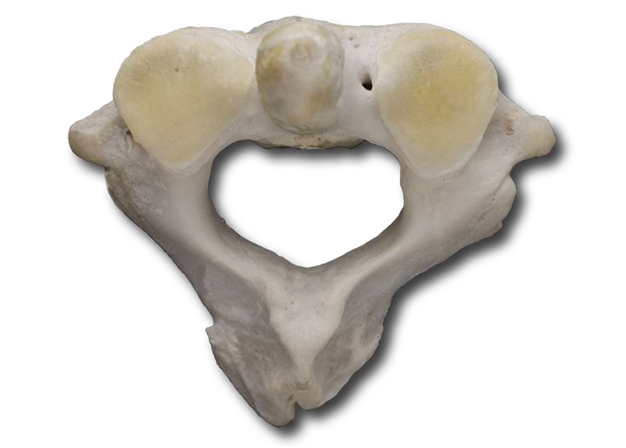 Anatomy Pathways - Vertebral Column