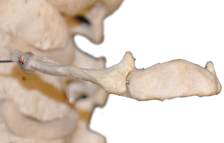 Anatomy Pathways - Facial Bones