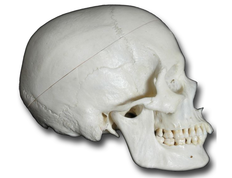 Anatomy Pathways - Facial Bones