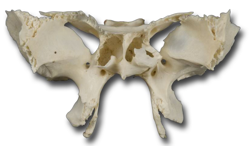 Anatomy Pathways - Cranial Bones