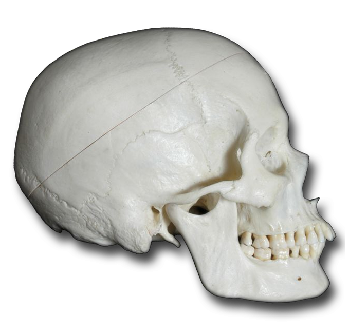 Anatomy Pathways - Cranial Bones
