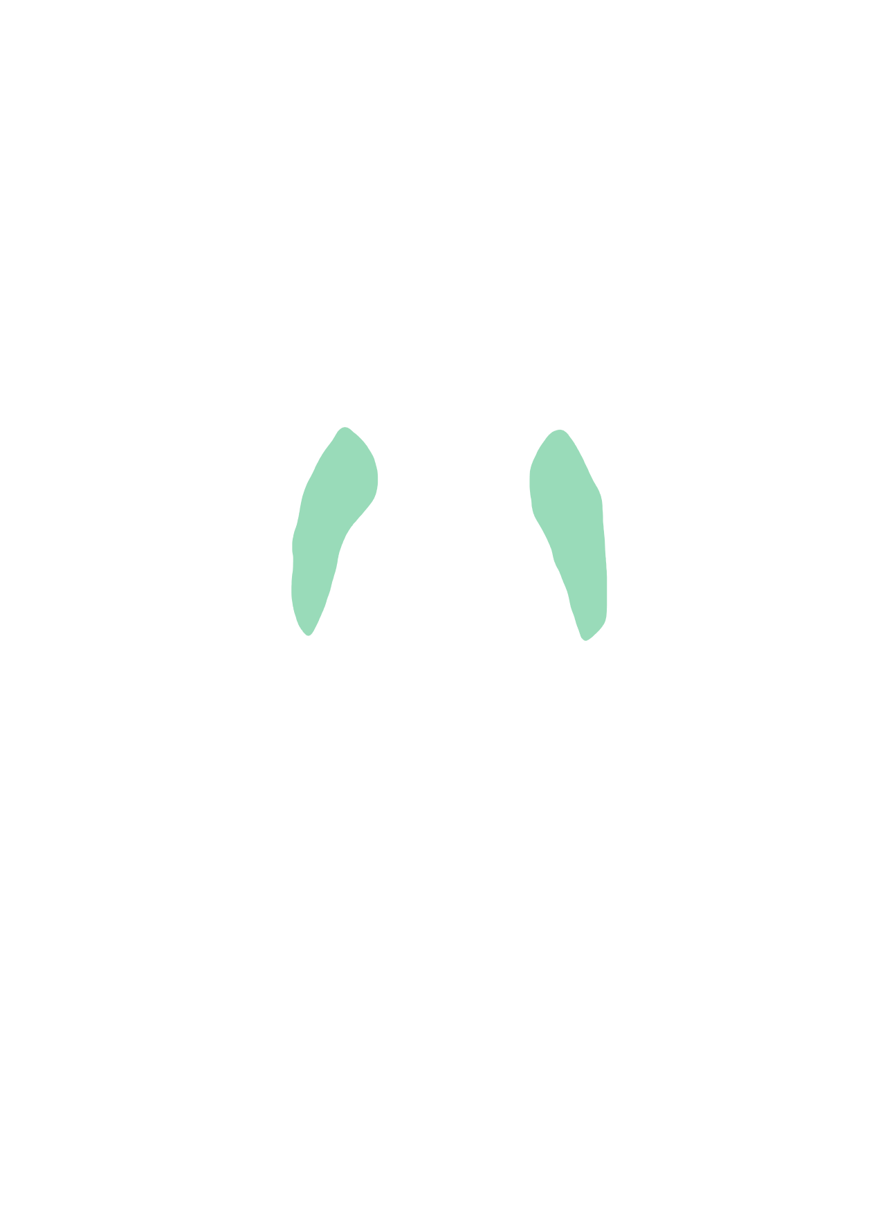 Putamen