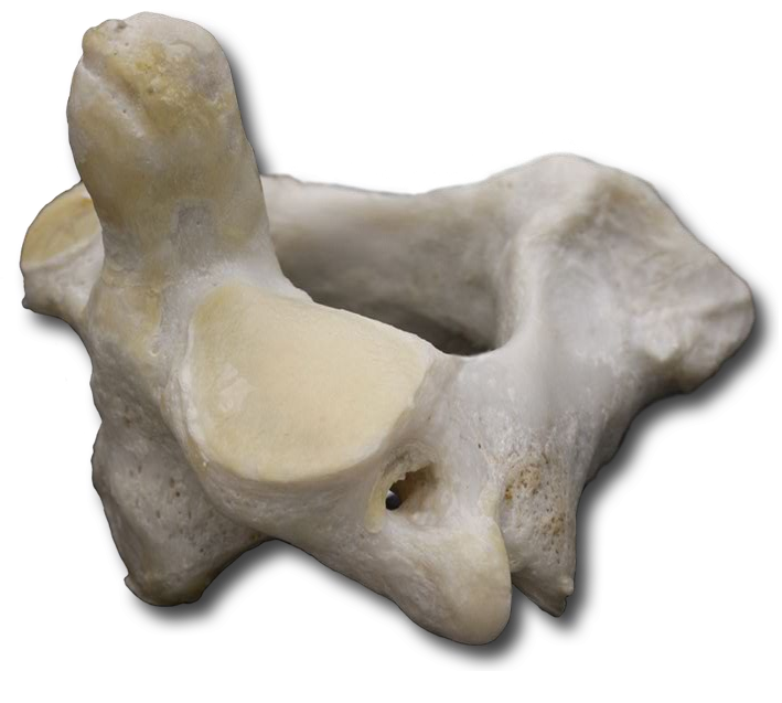 Axis anterior