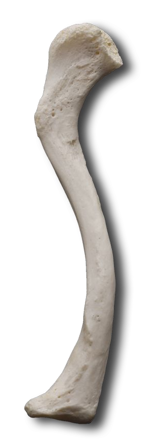 Clavicle inferior