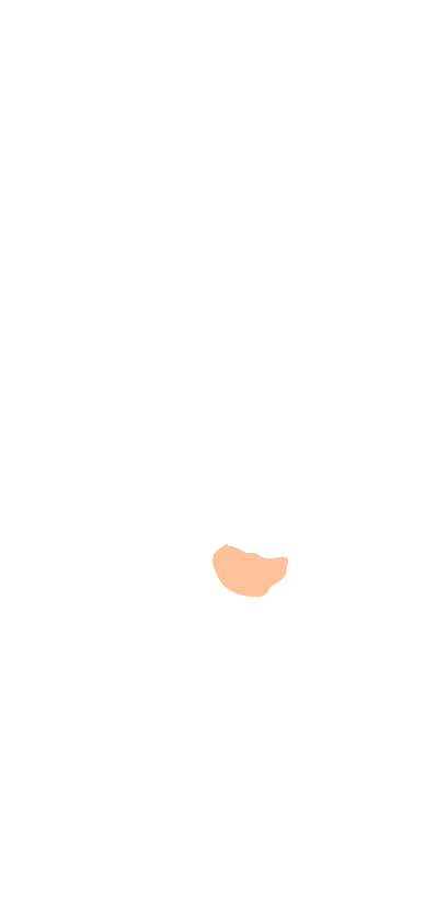 Hippocampal formation