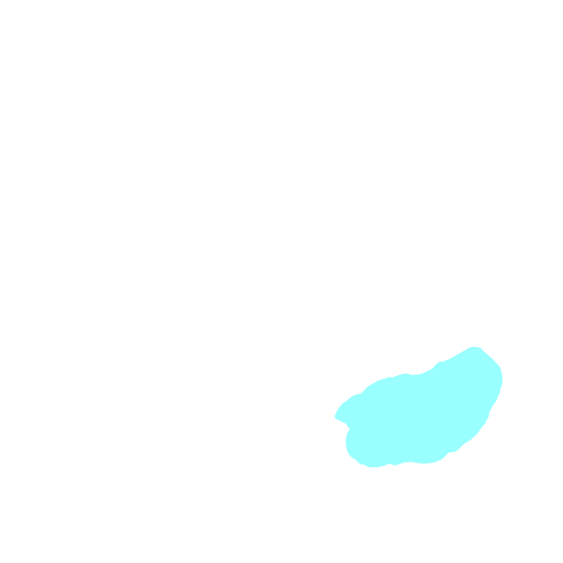 Cerebellum