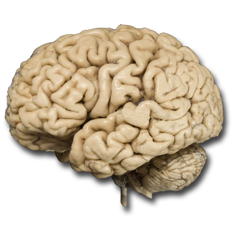Lateral cortex