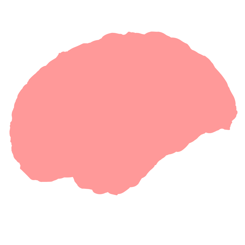 Cerebrum