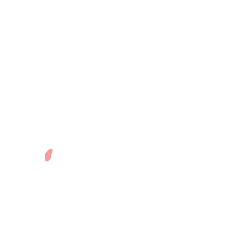 Lingula
