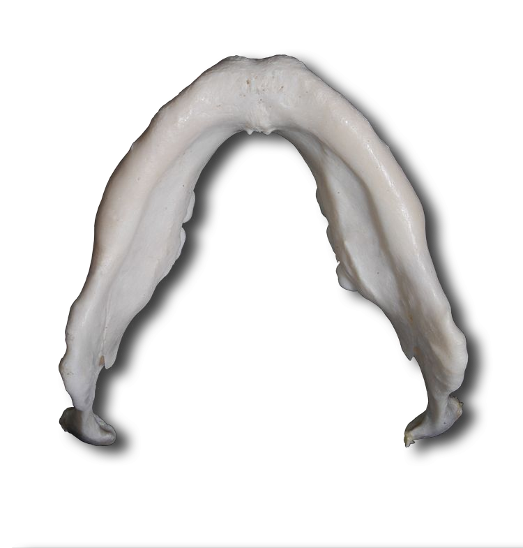 Mandible - Inferior View