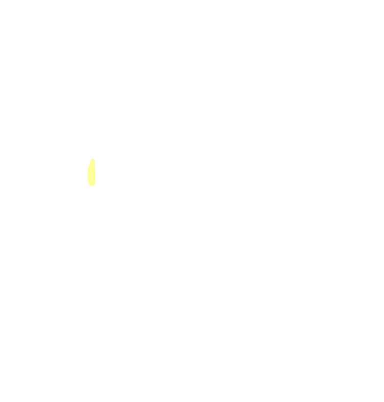 Lingula