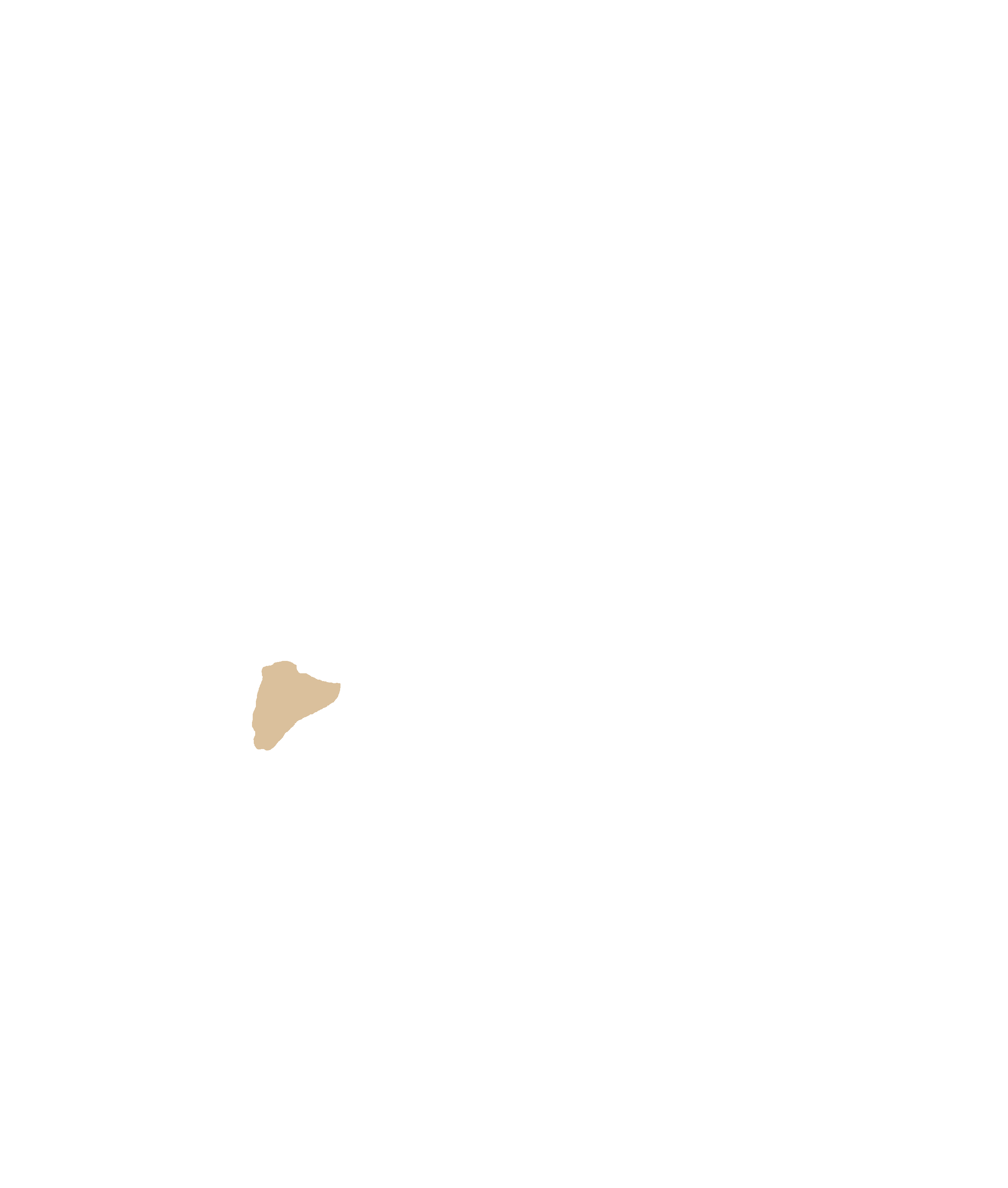 Anterior nasal spine