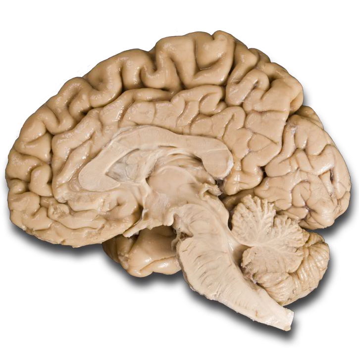 Mid sagittal cortex