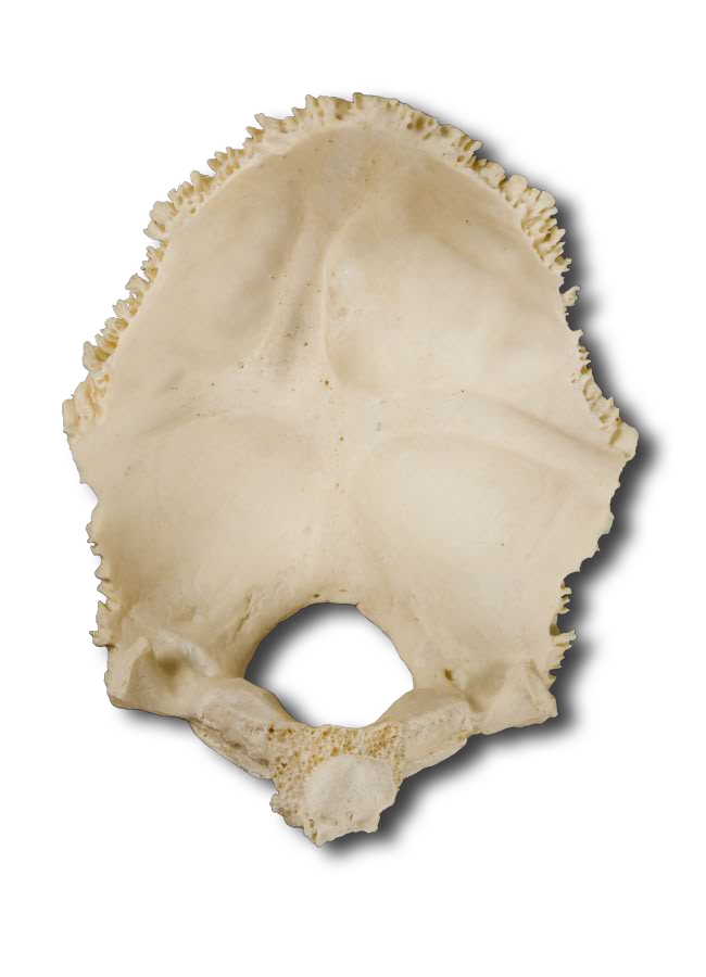 Occipital Bone
