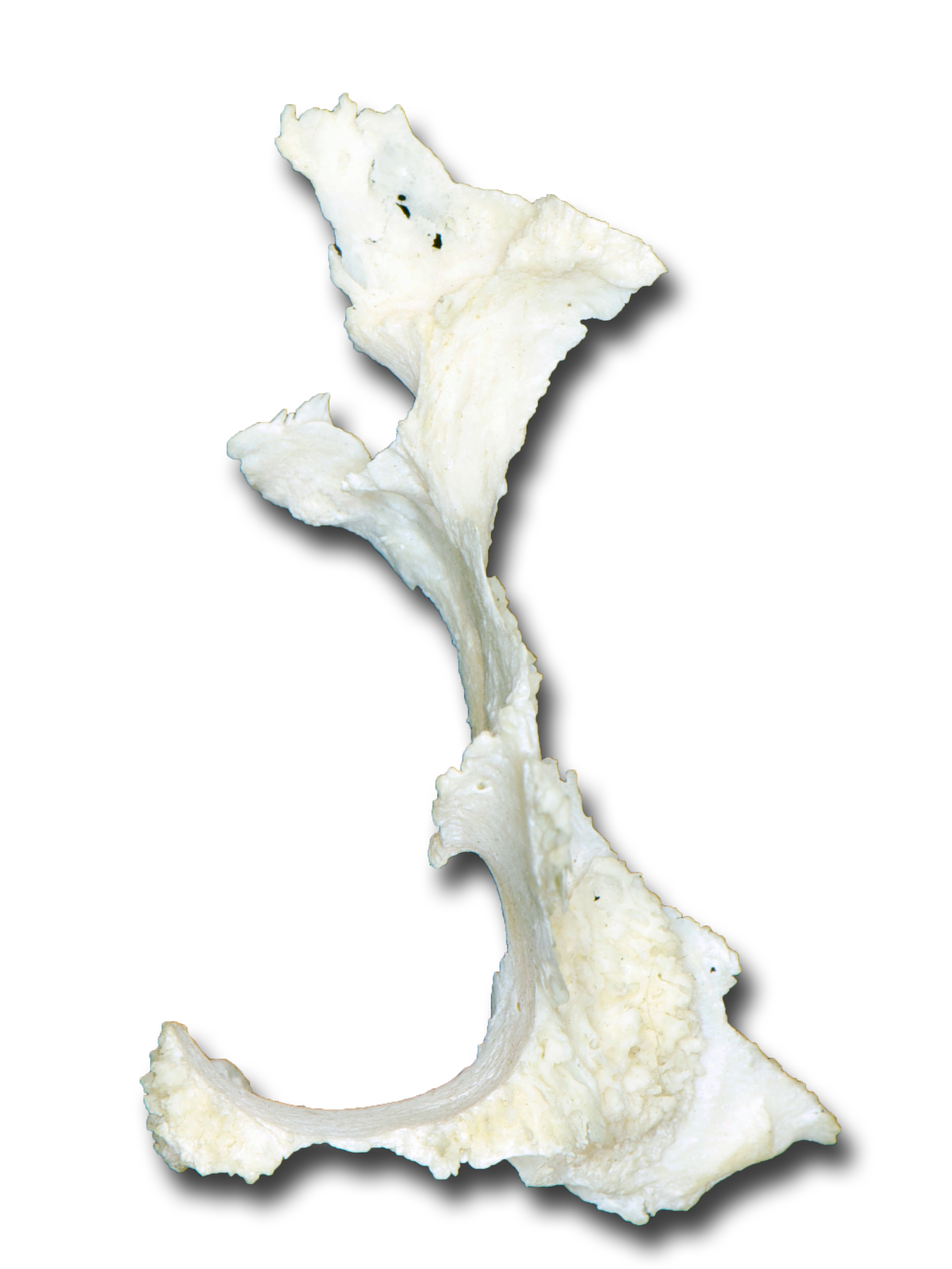 Palatine Bone - Anterior View