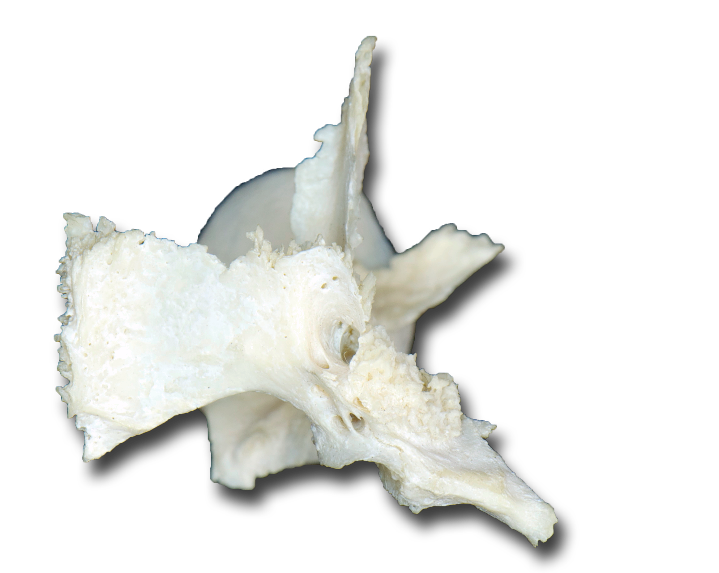 Palatine Bone - Inferior View