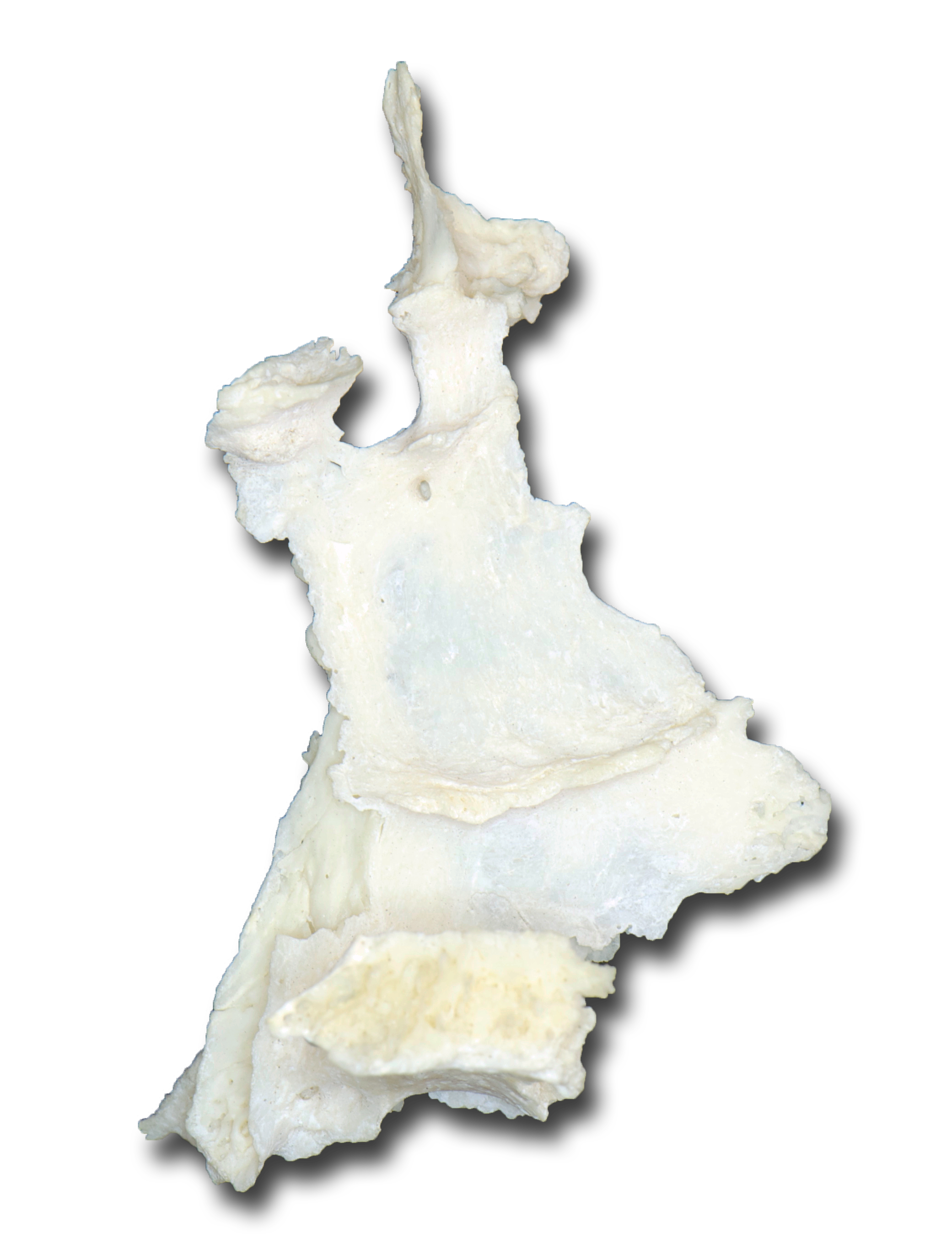 Palatine Bone - Medial View