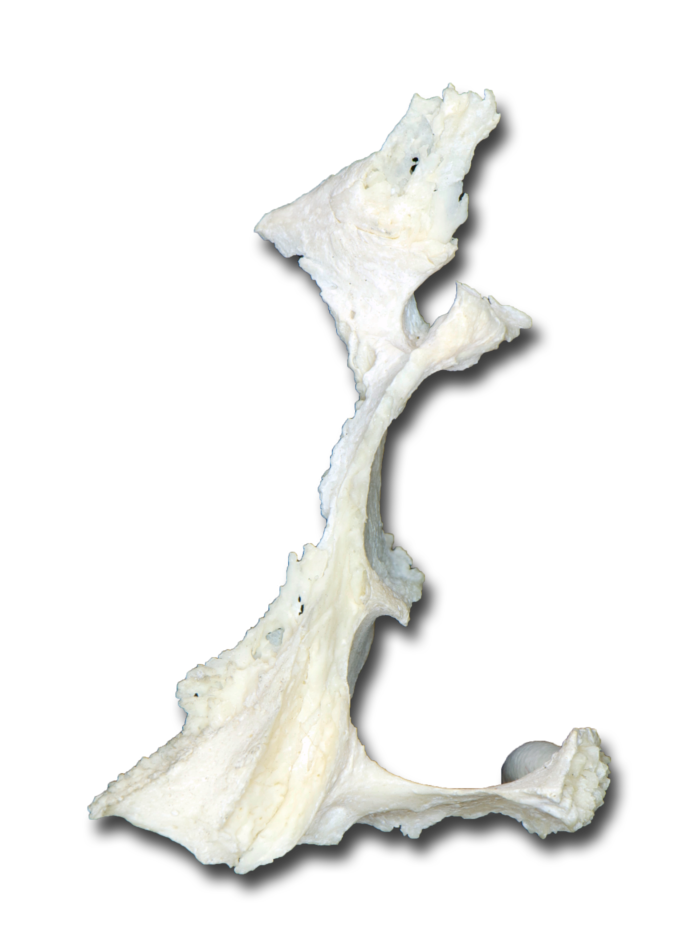 Palatine Bone - Posterior View