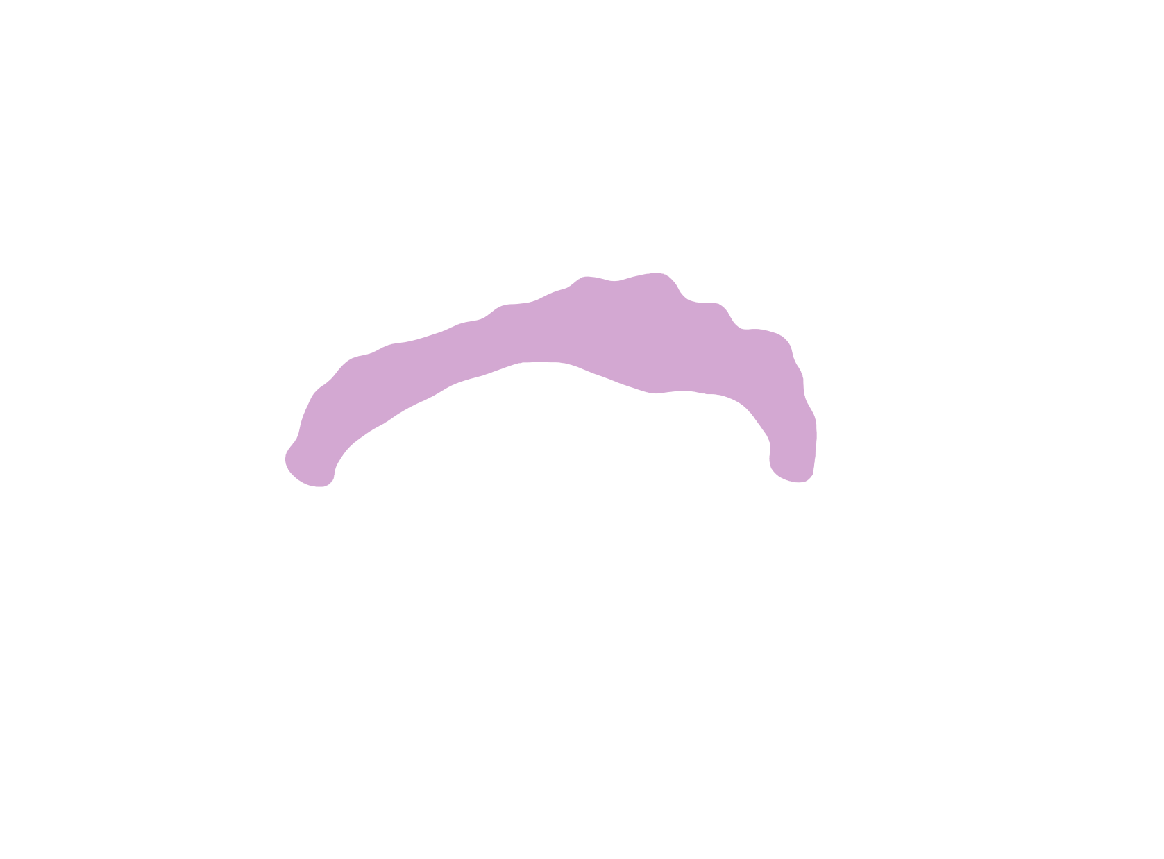 Cingulate gyrus