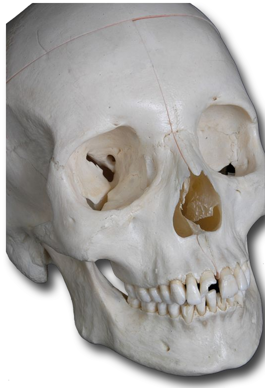 Skull anterior