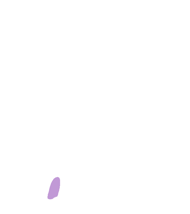 Scaphoid fossa