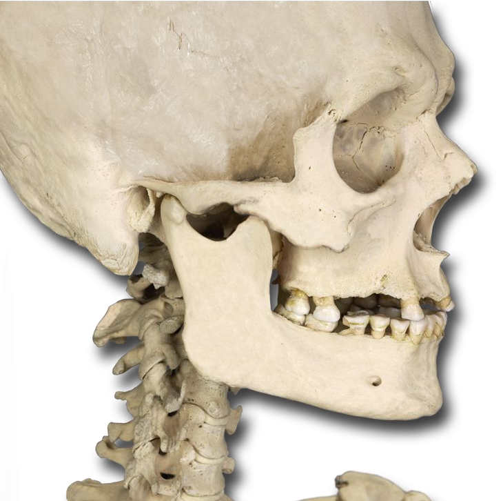 Lateral skull muscles