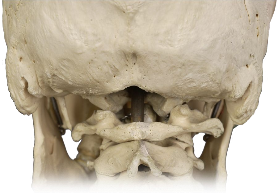 Posterior skull muscles