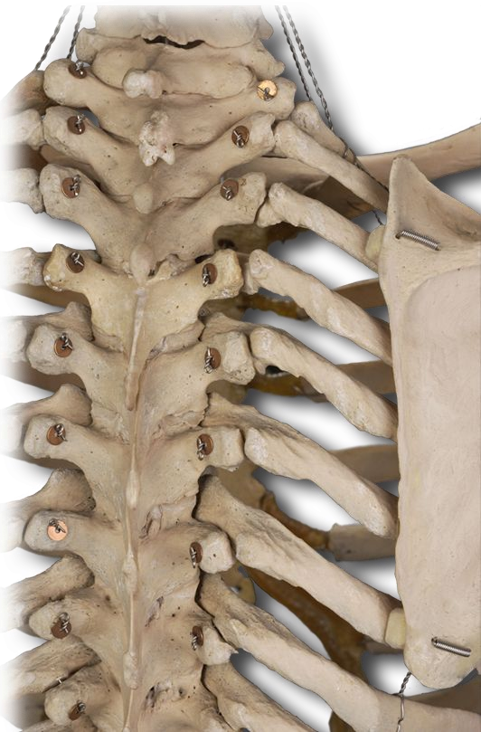 Posterior spine muscles
