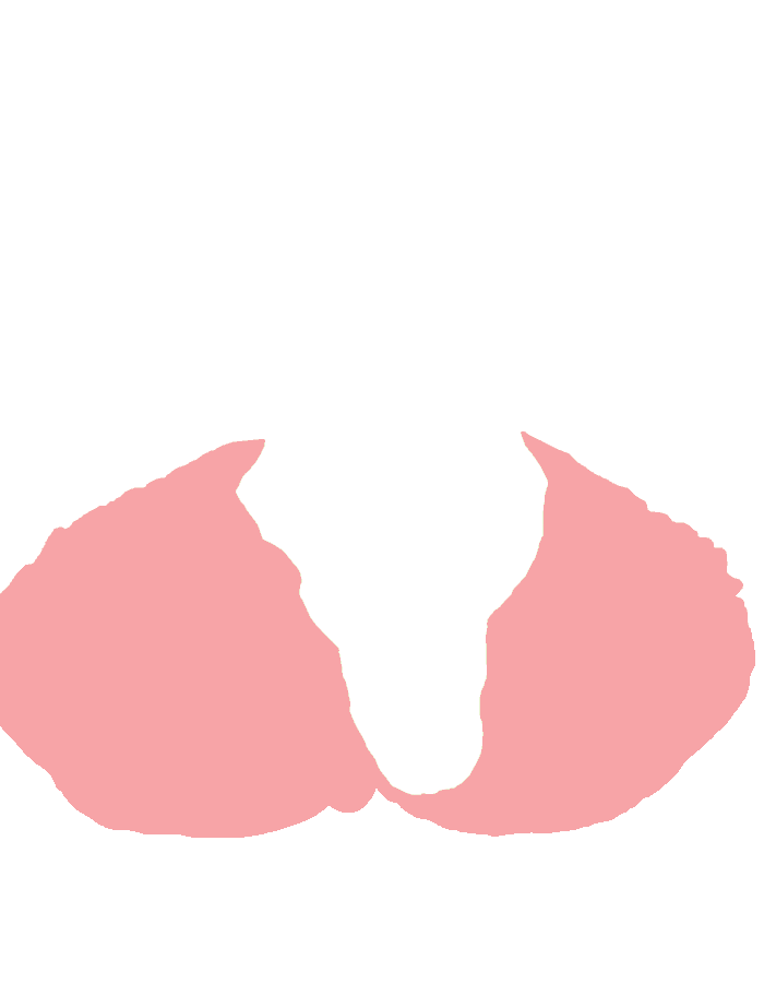 Cerebellum
