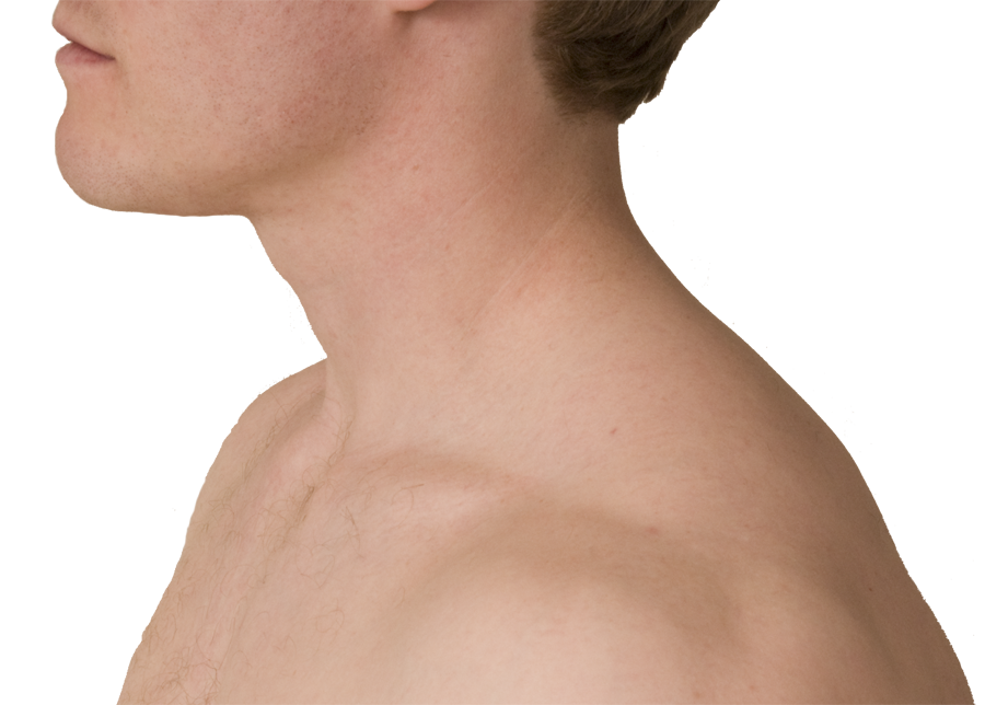 Cutaneous Innervation