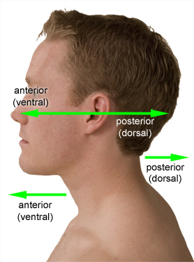 posterior vs anterior