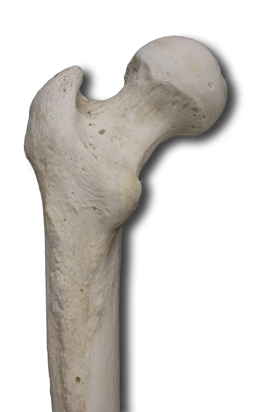Proximal Posterior