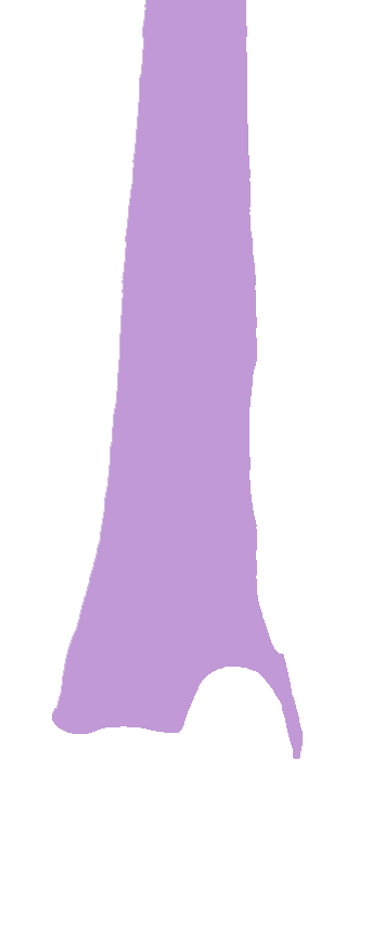 Posterior Surface