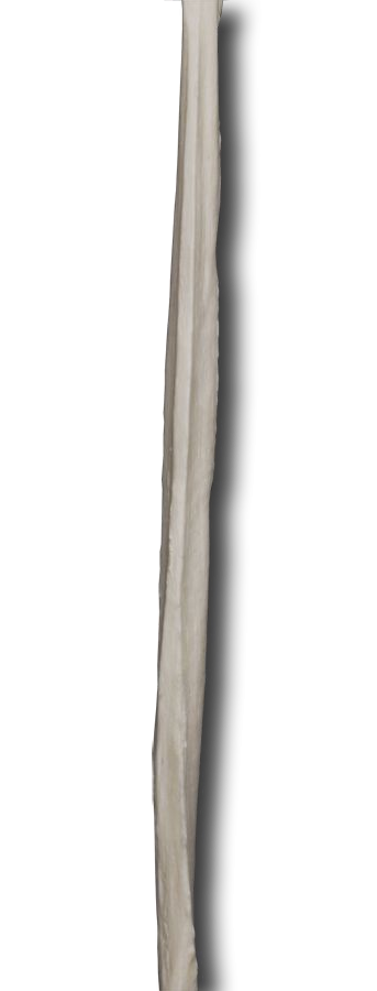 Anterior Shaft