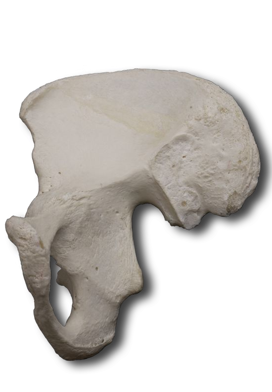 Medial Ischium and Pubic