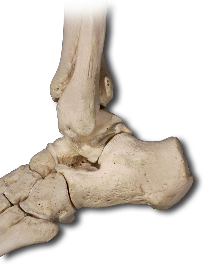 Lateral Ankle