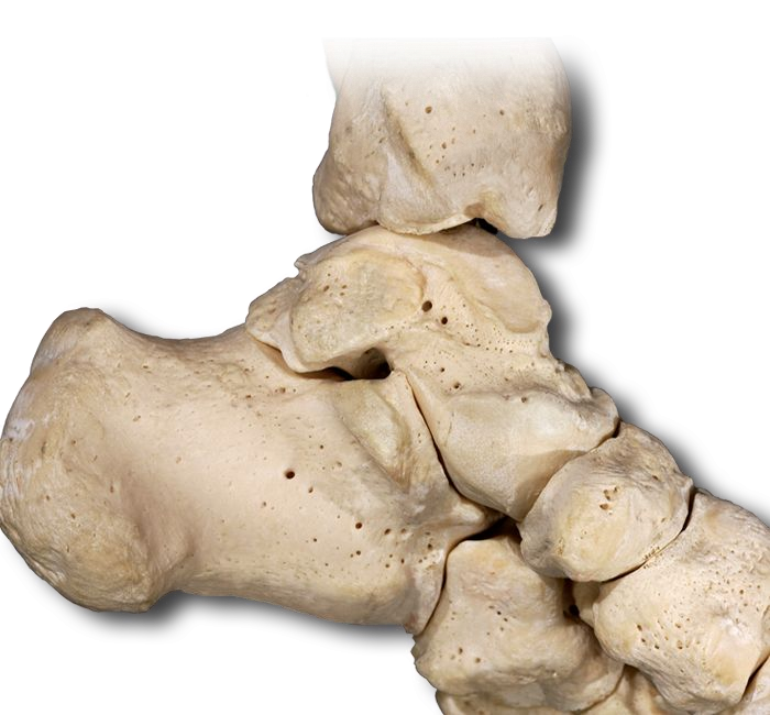 Medial Knee