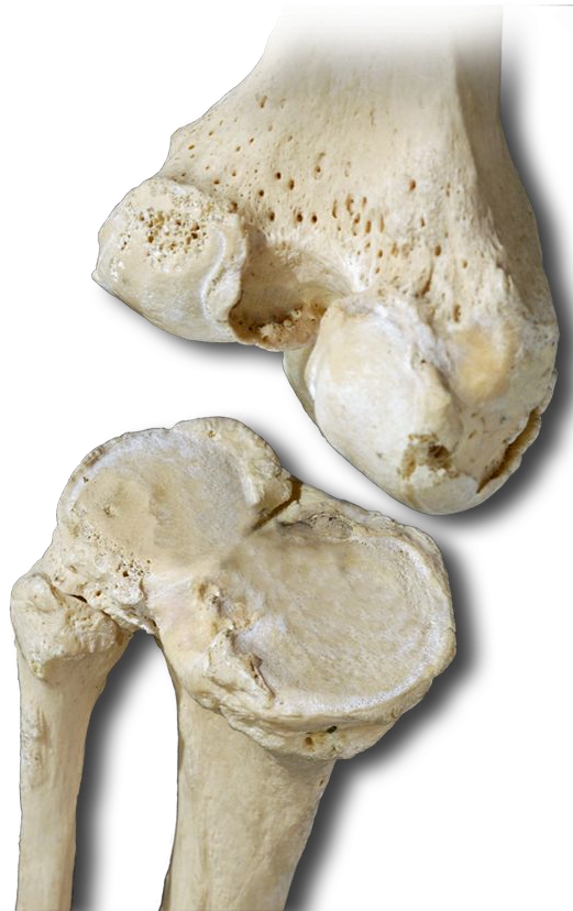 Medial Knee