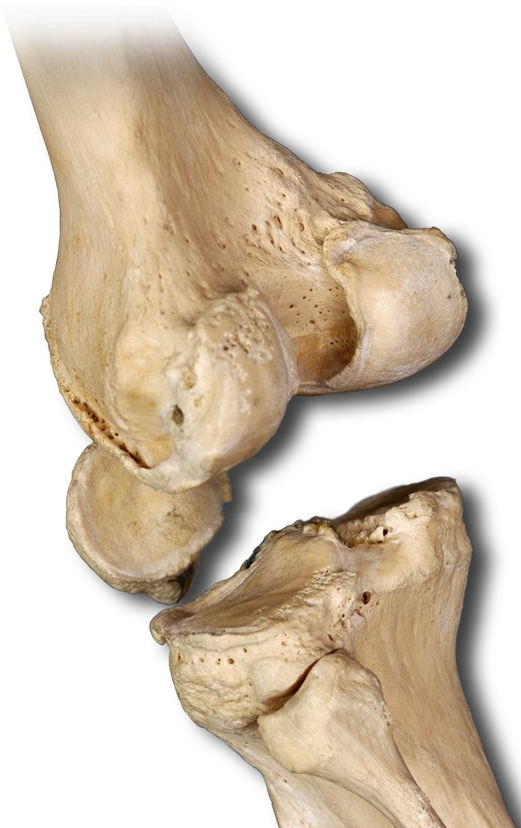Posterior Knee