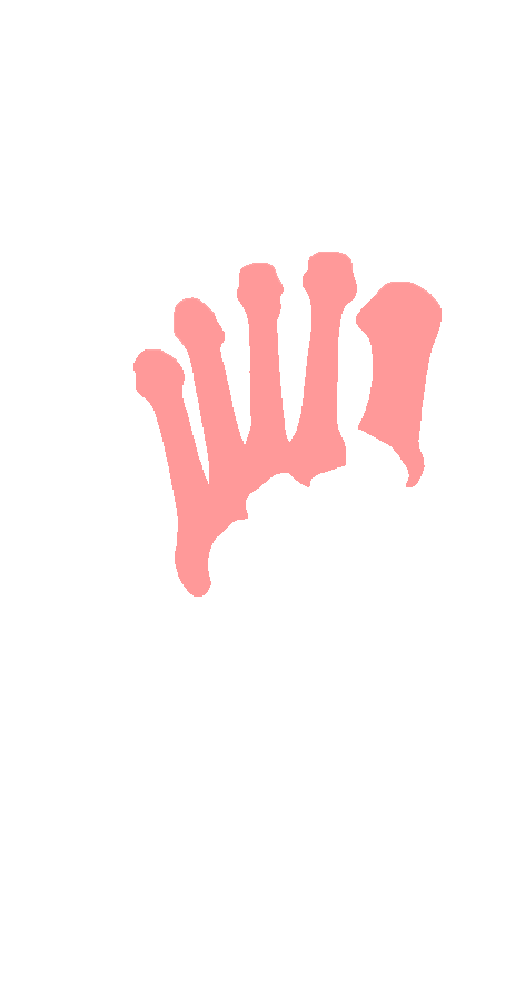 Metatarsals